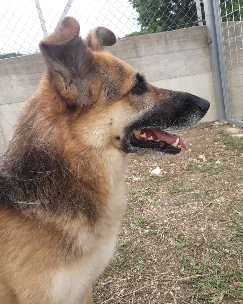gliInvisibili's tweet photo. Canile sanitario di Mendicino (CS) 
 #FILIPPA 
femmina, mix pastore tedesco, nata presumibilmente il 25/06/2015, pesa sui 29 kg, socievole con le persone, compatibile con i maschi. 
Sarà affidata chippata, vaccinata, sterilizzata previo preaffido.

Per info
NADIA 389.0517756 https://t.co/vX17DmKZ7Q