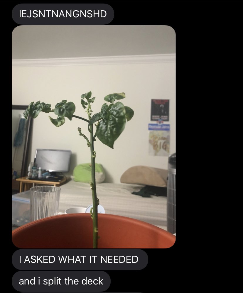 angelixluz's tweet photo. my friend gave a tarot reading to his dying plant and pulled the sun 😭 https://t.co/u0buYCxyT6