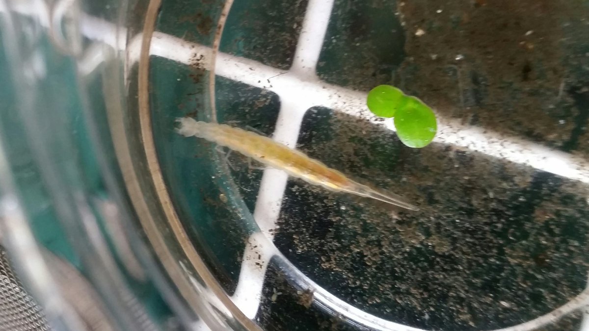 水夢 今年生まれたタガメの新成虫 F3 は冷凍コオロギも食べてくれるので餌採りに行く頻度が少なく済んでいます タガメ 水生昆虫