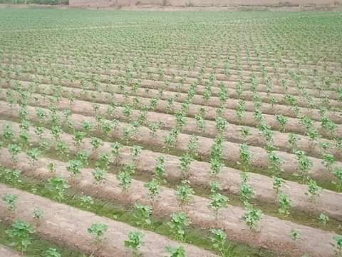 Ajchandiio's tweet photo. There are many growers in #Sindh Pakistan working in the field of #Agriculture, but I think there should  be a platform to promote their work and dignity.
#Pakistan #AgriLover
@CGIAR #CottonCrop https://t.co/6UYujh90KZ