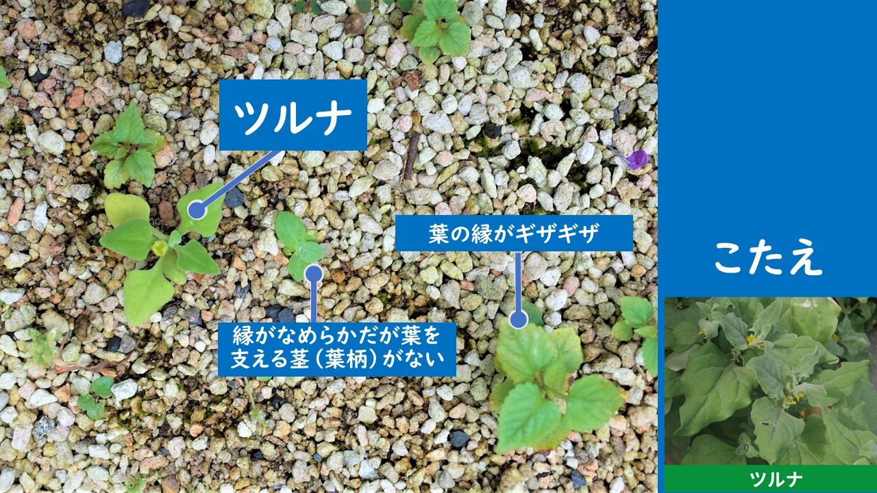 ふなばし三番瀬環境学習館 Twitter પર 正解はこちら 花が咲いているので分かりやすかったかもしれません ポイントは葉の形 ツルナ は葉 の縁がなめらかですが それ以外はギザギザとしていたり 茎がなかったりしています 草抜きの際には葉の形をよく見てみると