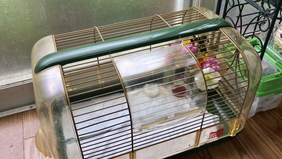 けーち Sur Twitter 羽化不全の アゲハ蝶さん 生きてるー ありがとー 正直 アゲハ蝶の飼育なんて どうしていいのか分からなくて 試行錯誤 今日から 試しに クワガタさんのエサの 昆虫ゼリーも 入れてみてます アゲハ蝶 キアゲハ T Co Nhejd2b9st