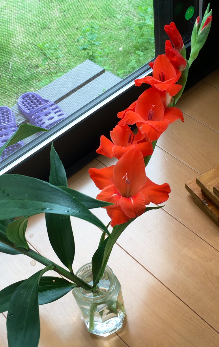 つ 千里の道も一歩から 昨日又真っ青朝顔開花 萎む前の9時近くだったので既にかなりの赤みが そう思うと去年のヘブンリーブルーも赤かったのは撮影時間の問題 そして砂利上にも朝顔 支柱無くても元気 あと今朝になって百日紅開花 写真ピンク