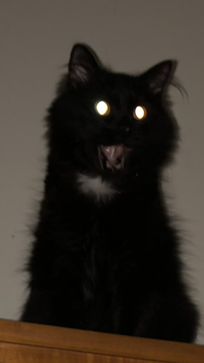 GoodShithole's tweet image. 2am cursed image