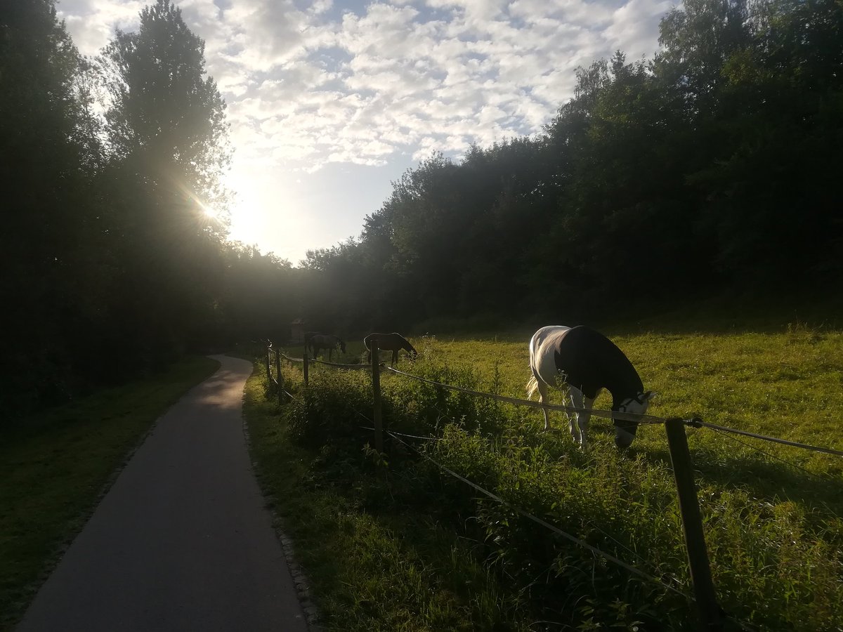 FrauFoo's tweet photo. macht ihr das mit dem stau. ich mach das mit der stille und den grasenden pferden in der morgensonne https://t.co/ehqJq1pWON