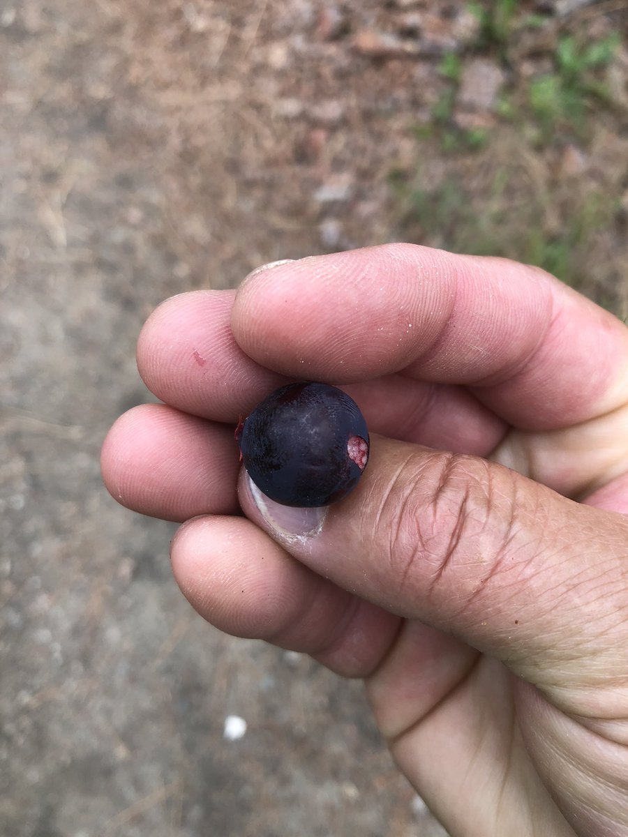Giddy with excitement. The size of these saskatoons are out of this world.  😍😍😍