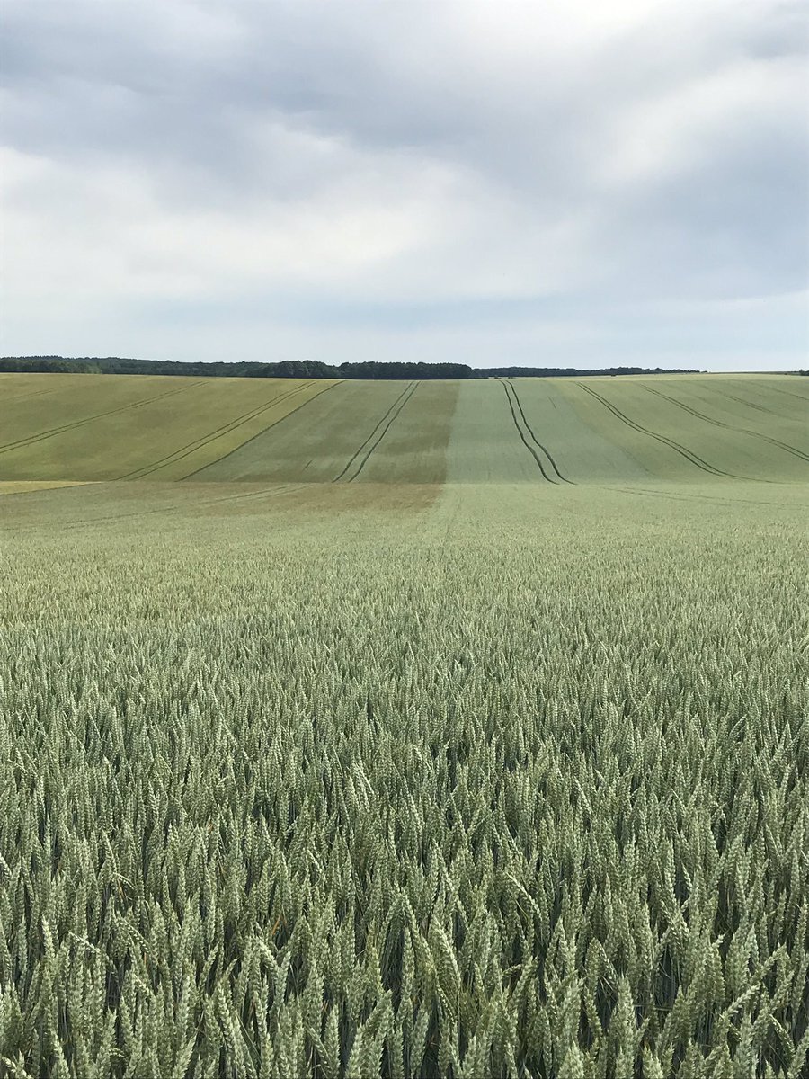 BONNIN1402's tweet photo. @OlivierCOSTE2 En plus d'être amoureuses, les terres de l'#Yonne ont beaucoup de mémoire!
(et sont accueillantes)
#linpossible se souvient de @DesherbageBayer et @SyngentaFrance mis en oeuvre dans du #blé en novembre 2018!
#moisson2020 #lin d'hiver 
20 mois + tard... https://t.co/H9cXastbTt