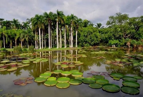 DiscoverBanna's tweet photo. The huge Victoria regia lotus in #Xishuangbanna Tropical Botanical Garden can bear nearly 70 kilograms of weight, just like riding a boat.  It can carry not only goods, but also people, children can easily sit on it stably. #Yunnan #travel https://t.co/gkrEdv1gNo