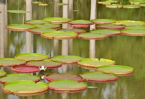 DiscoverBanna's tweet photo. The huge Victoria regia lotus in #Xishuangbanna Tropical Botanical Garden can bear nearly 70 kilograms of weight, just like riding a boat.  It can carry not only goods, but also people, children can easily sit on it stably. #Yunnan #travel https://t.co/gkrEdv1gNo