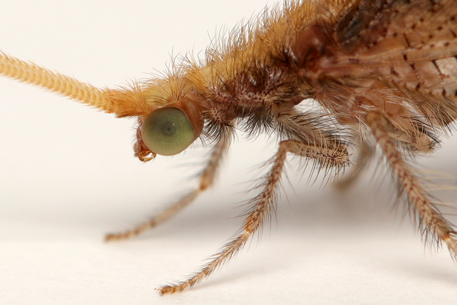 ʜɪʀᴏsʜɪ ɴᴀᴋᴀᴍɪɴᴇ on X