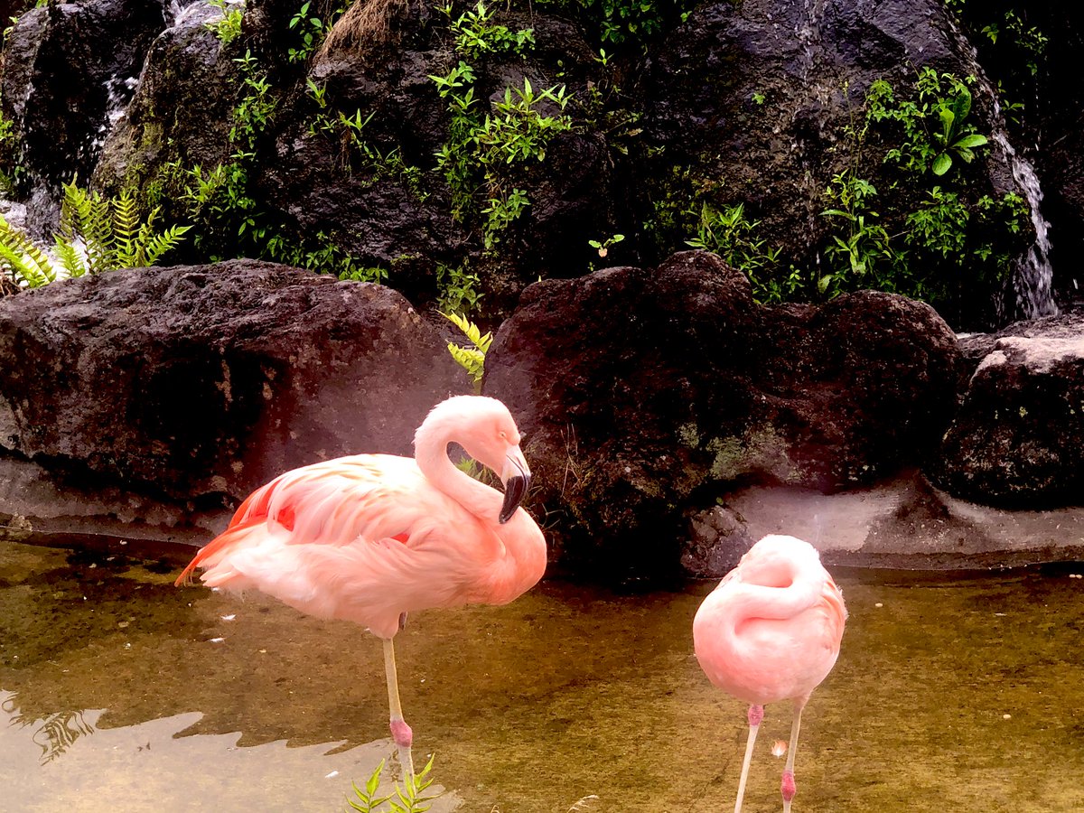 Shota フラミンゴ ファインダー越しの私の世界 フラミンゴ 鳥 あなたフラミンゴ 鮮やかなフラミンゴ 踊るまま ふらふら笑ってもう帰らない 寂しさと嫉妬ばっか残して 毎度あり 次はもっと大事にして 米津玄師 Flamingo T Co Pmhumtogt8