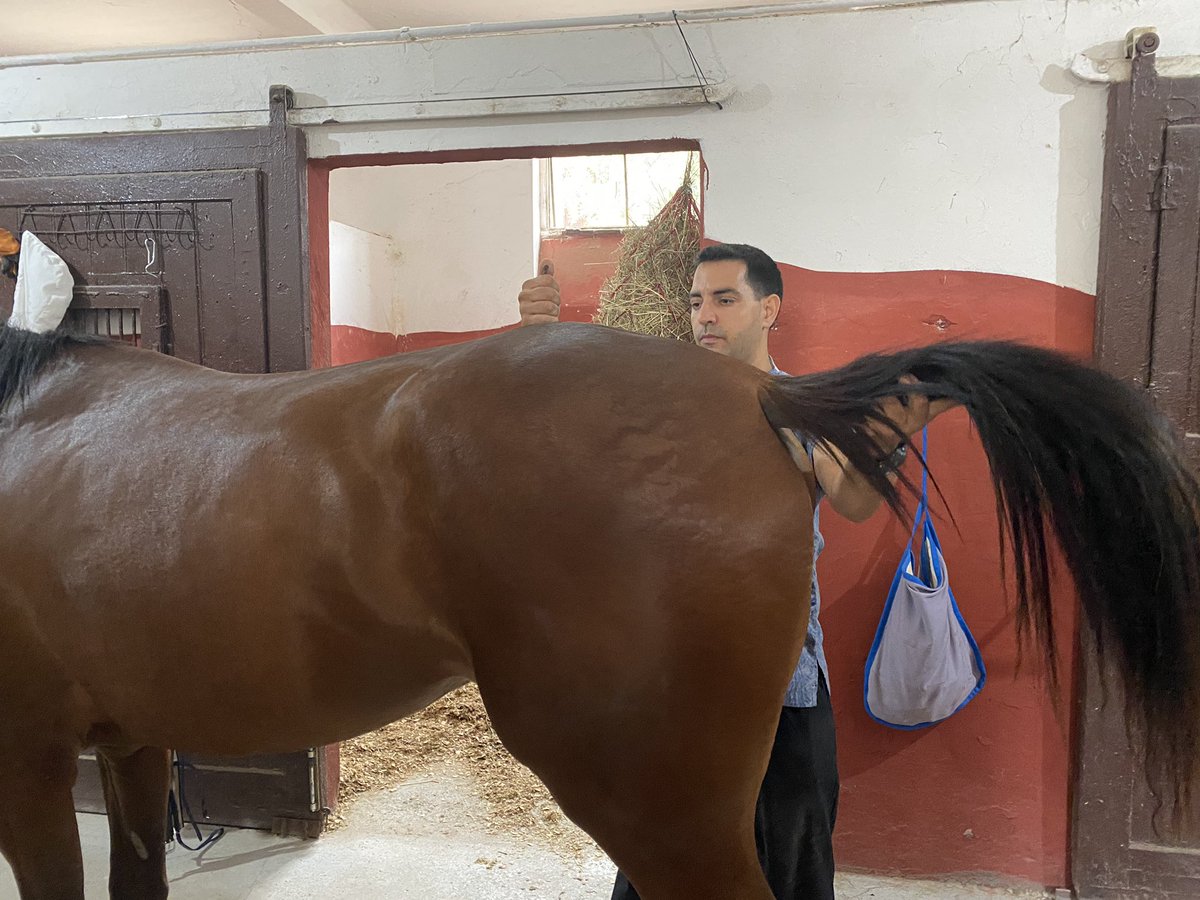 EgitimTay's tweet photo. Türkiye’nin tek Osteopati Uzmanı Veteriner Hekim Fikret Memişoğlu TEM- Rehabilitasyon Sistemimizin en önemli takım arkadaşlarından biridir. Osteopati’nin atlar üzerinde iyileştirici etkileri ciddi orandadır. 
#temrs #horses #osteopat #osteopati @fikretmemisoglu https://t.co/dbBNbYb3nf