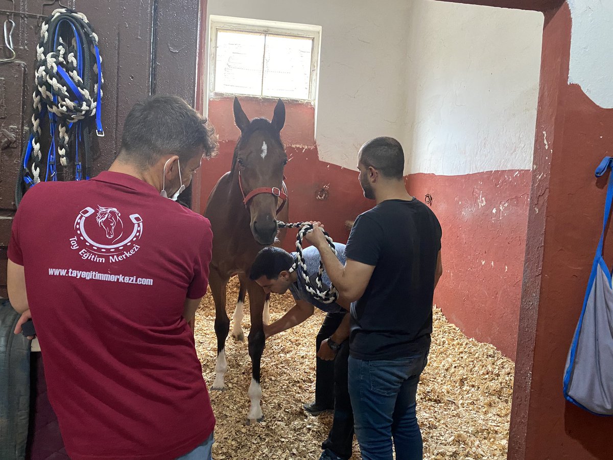 EgitimTay's tweet photo. Türkiye’nin tek Osteopati Uzmanı Veteriner Hekim Fikret Memişoğlu TEM- Rehabilitasyon Sistemimizin en önemli takım arkadaşlarından biridir. Osteopati’nin atlar üzerinde iyileştirici etkileri ciddi orandadır. 
#temrs #horses #osteopat #osteopati @fikretmemisoglu https://t.co/dbBNbYb3nf