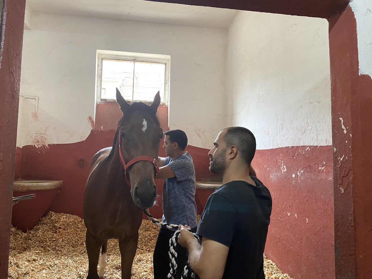 EgitimTay's tweet photo. Türkiye’nin tek Osteopati Uzmanı Veteriner Hekim Fikret Memişoğlu TEM- Rehabilitasyon Sistemimizin en önemli takım arkadaşlarından biridir. Osteopati’nin atlar üzerinde iyileştirici etkileri ciddi orandadır. 
#temrs #horses #osteopat #osteopati @fikretmemisoglu https://t.co/dbBNbYb3nf