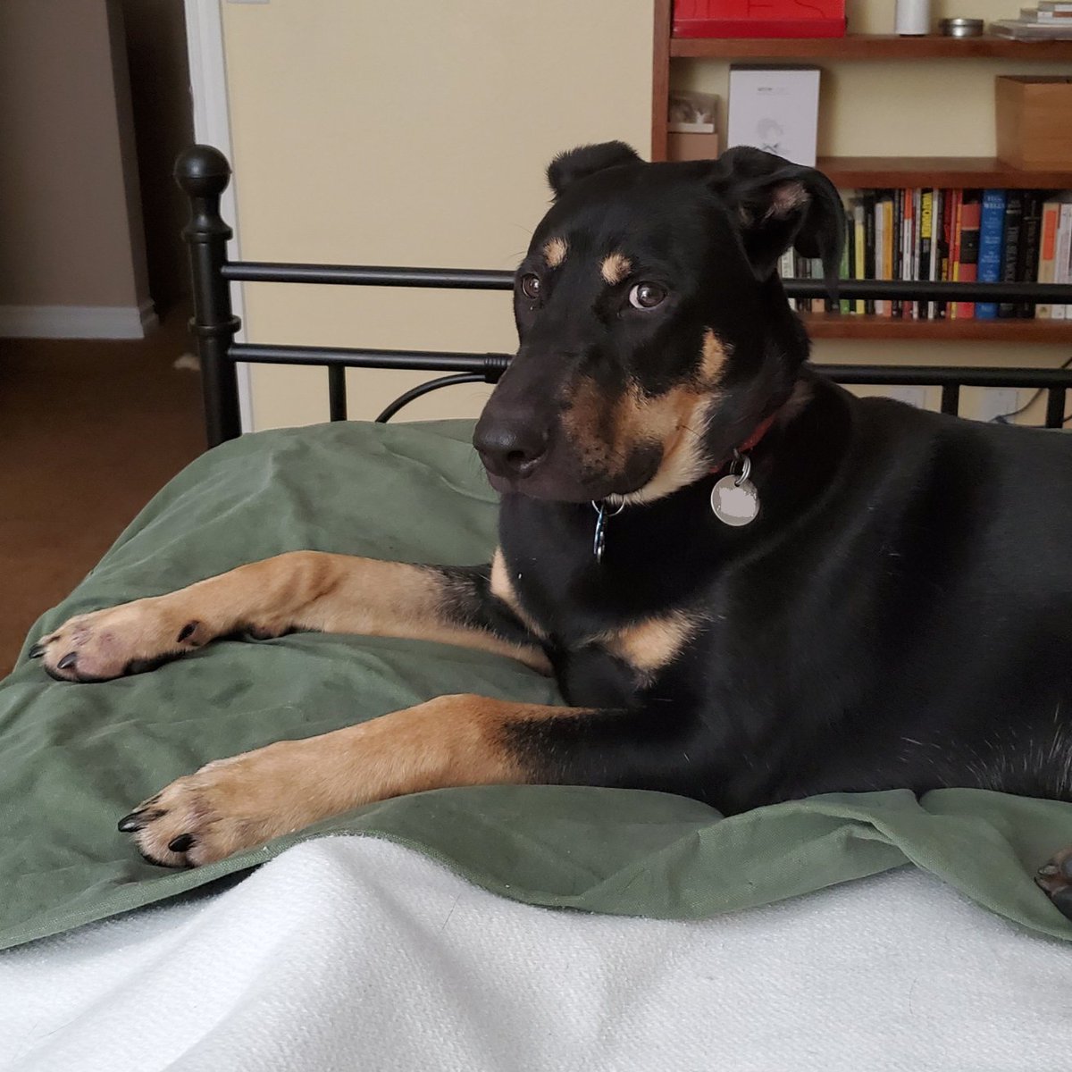 redqueenar's tweet photo. The ungrateful face you make after your paws have been meticulously disinfected with chlorhexidrine wipes and the pads waxed with #MushersSecret. #pupdate #gsdpuppy #dobiepuppy #dogsoftwitter https://t.co/T3DjWdr17W