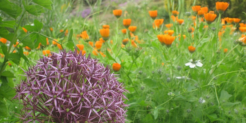 UBCgarden's tweet photo. Join us this Wednesday, July 8 for a free guided virtual experience to re-connect with nature and destress! Connect with people and nature from your own garden or local greenspace. 🌱
Register here: https://t.co/kjfeywRxau
#virtuallyvancouver #ourgardensyourhome https://t.co/GcZCkpAzQ6