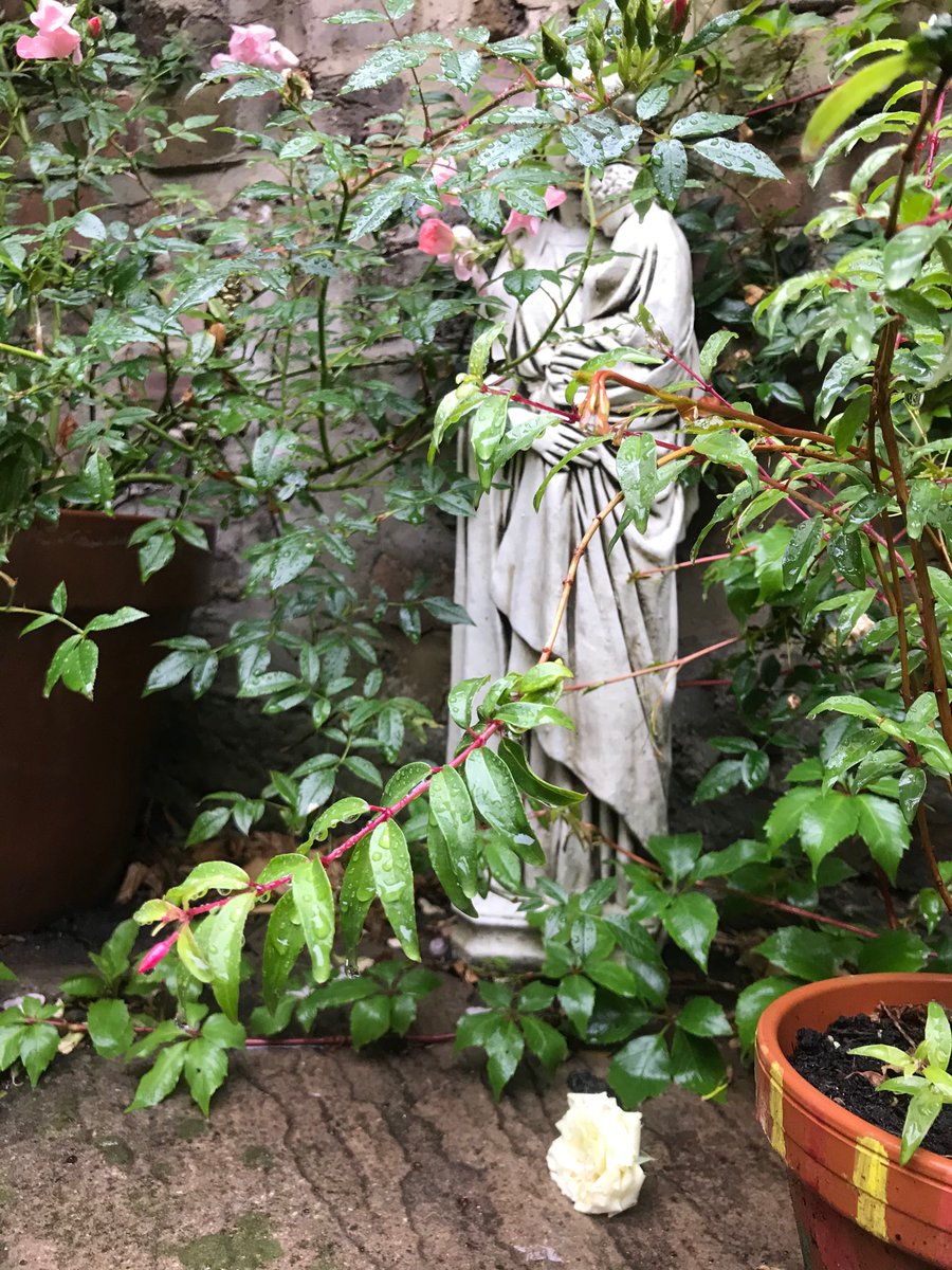 BerniExcell's tweet photo. The rain falls and the world transforms before our eyes. Surrounded by brick and stone, her face masked by leaves weighted by waters, a fallen rose head at her feet stands our guide #MaryMotherofGod #ImageOfTheChurch #ModelForLife #ππ https://t.co/6VIX7zsZnC
