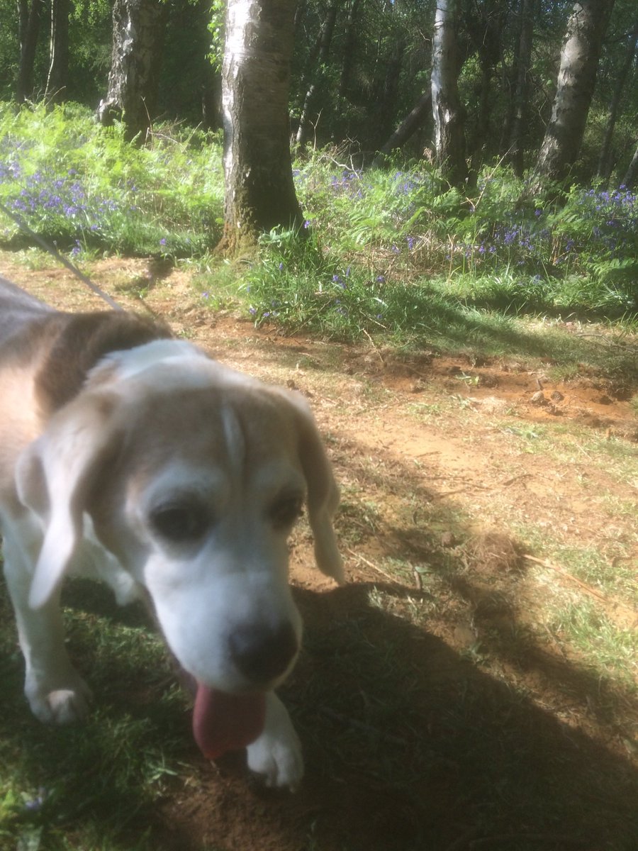 BentleyBeagle5's tweet photo. #BeagleFlood https://t.co/lTrtYn0FRE