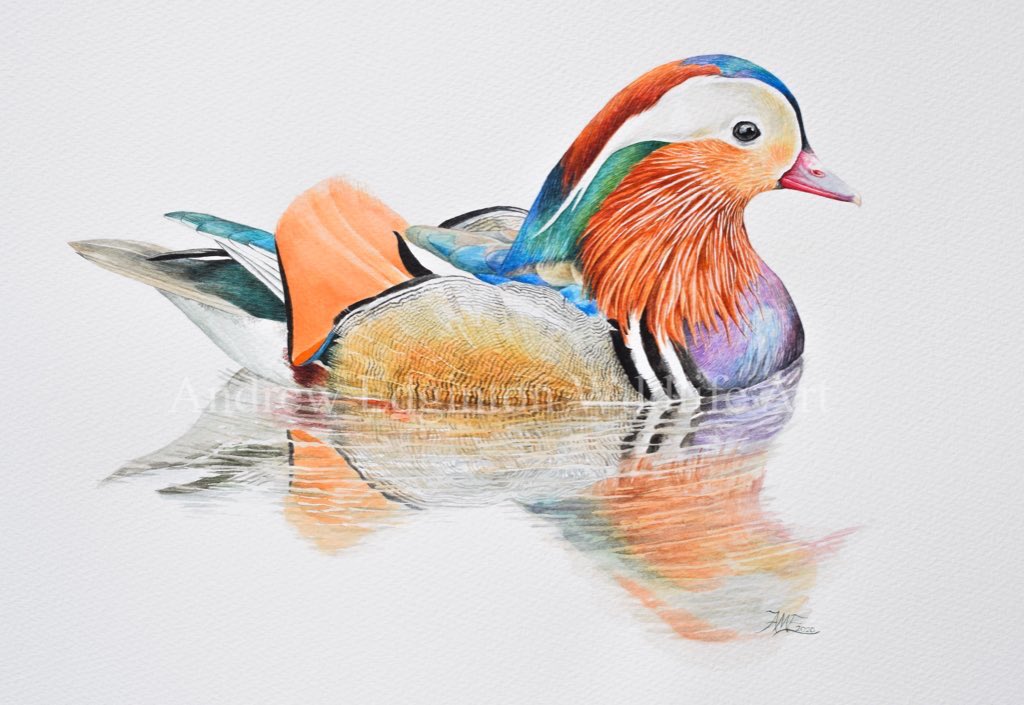 AndrewEdginton's tweet photo. 17 today &amp; I’ve reached over 2000 followers so I can’t thank you enough. I always appreciate your comments/RTs and support for my work.
I’d love it for more people to see my work!!
@BBCCountryfile @BBCSpringwatch @swlanaturaleye @SIBirdClub @bbcsoutheast https://t.co/jLcpbYA3ZF