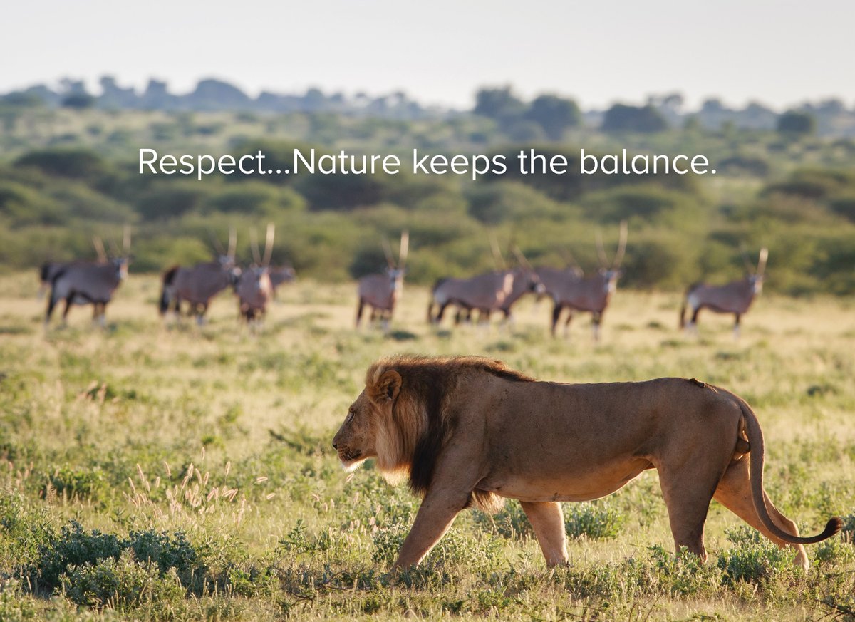 WeAreWilderness's tweet image. To appreciate survival in a harsh land…To journey in the presence of icons, the oryx, the gemsbok, the black-maned Kalahari lion…To witness  the spectacle of life and death on the plains…LIFE CHANGING. #ReconnectToNature #CentralKalahari #Botswana #WildernessSafaris