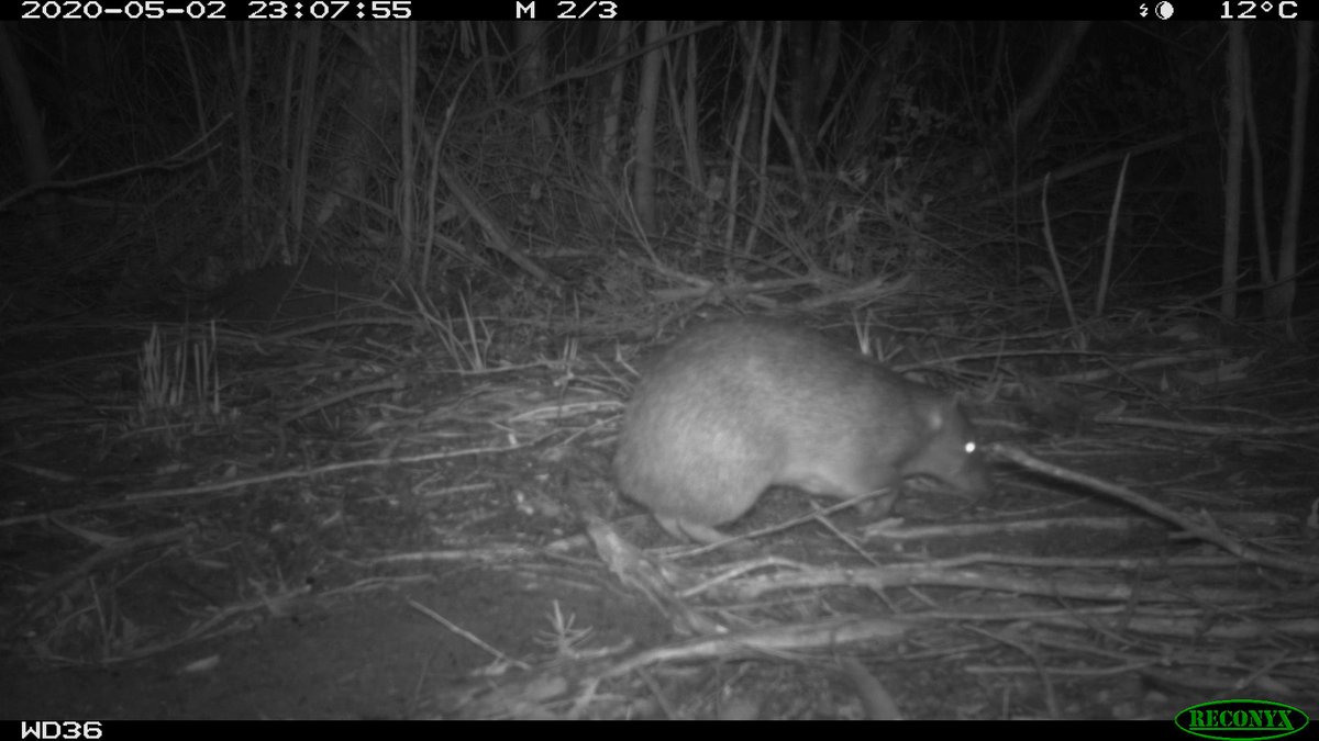 The KI Landscape Board's feral cat eradication team spotted Several endangered Southern Brown Bandicoots when reviewing camera traps on the Dudley Peninsula Read more about #KILandscapeBoard's Safe Haven project here: bit.ly/2ADOaIe @naturefsa @TSCommissioner @TSR_Hub