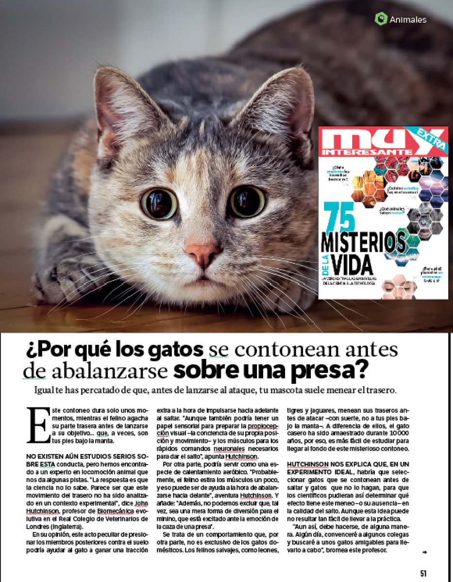 ¿Por qué los gatos se contonean antes de abalanzarse sobre una presa? Descúbrelo en la nueva revista 75 MISTERIOS DE LA VIDA de 'Muy Interesante'.