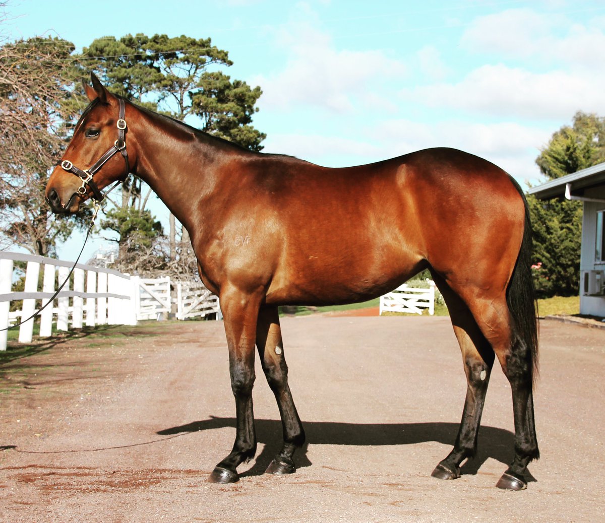 cityview_farm's tweet photo. Our Rich Enuff x The Cool Jewel (Fastnet Rock) filly, prepped and ready for next weeks @inglis_sales #GoldSale #Lot211
@Woodside_Park #RichEnuff #SonOfAGun @vicbreeders https://t.co/AdOS7MJSfF