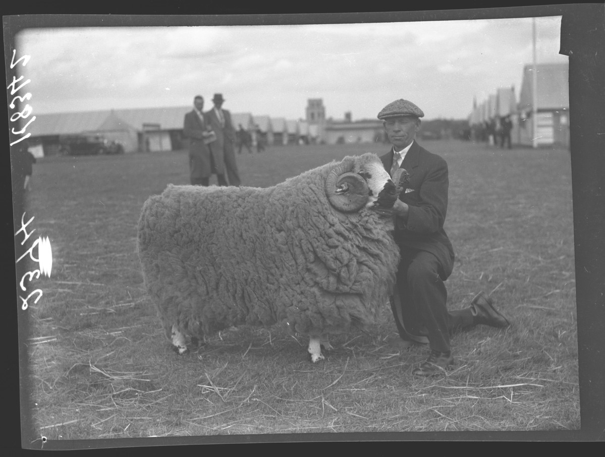 TheMERL's tweet photo. your phone is 120 million times more powerful than Apollo 11's guidance system and yet this sheep is 400 million times more powerful than both https://t.co/5y2AvREzus