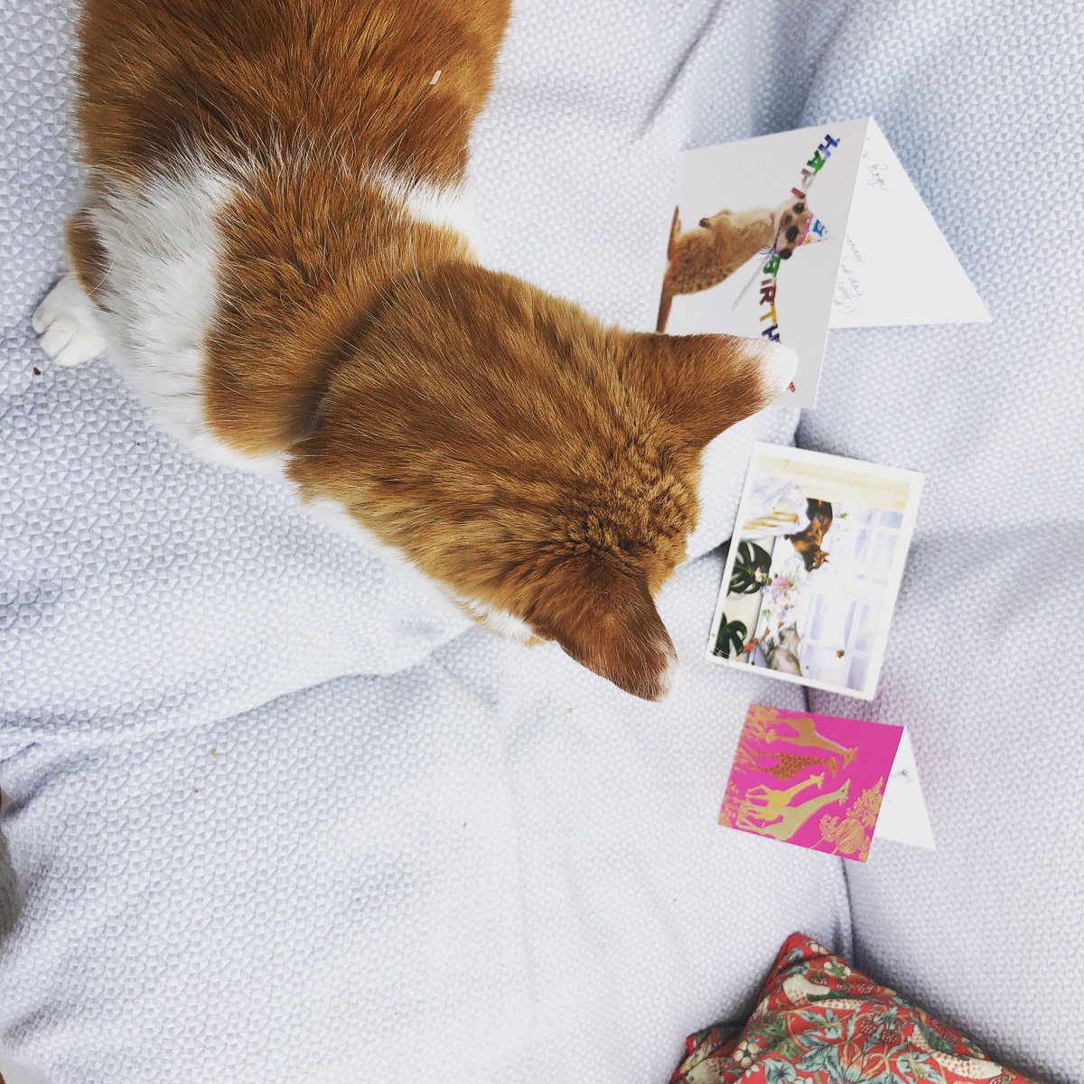 Rogerthecat tweet media