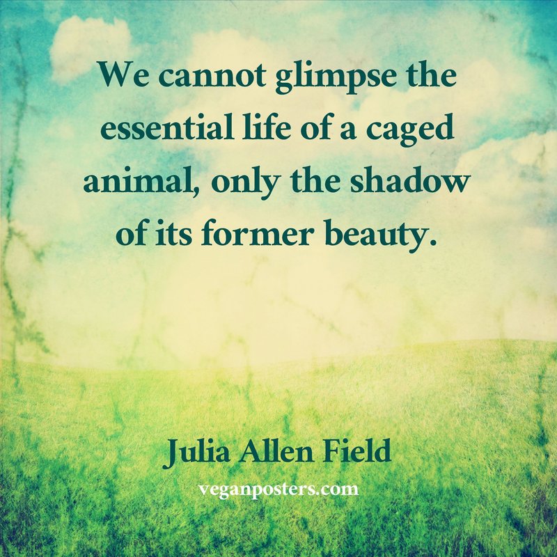 We cannot glimpse the essential life of a caged animal, only the shadow of its former... - Julia Allen Field #vegan