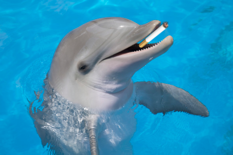 Do Dolphins smoke Cigarettes like this or like this?