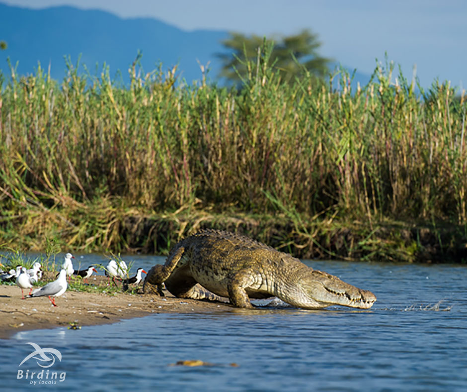 BirdingByLocals's tweet photo. @CAWSMW have this wonderful 12 days tour thought the best places in Malawi

https://t.co/8aBkShrh2B

#travel
#travelphotography
#photography
#nature
#travelgram
#vacation
#explore
#adventure
#naturephotography
#traveler
#Beautiful
#WildMalawi
#WildAfrica https://t.co/ervibxn5UG