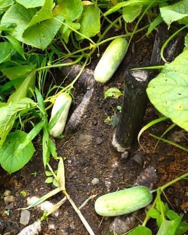 mizoraminsta's tweet photo. Fresh organic veggies. 📷 @vanlalbiakthara_ralte_siakeng
.
.
.
#vegetables #veggies #thlaithar #mizoram #mizoraminsta #northeastIndia #organic #fanghma #baibing #bawkbawn #berul #maian
📸 https://t.co/vVC9w1JAQT via https://t.co/w819Jm6acn https://t.co/UfQ5cdnjrd