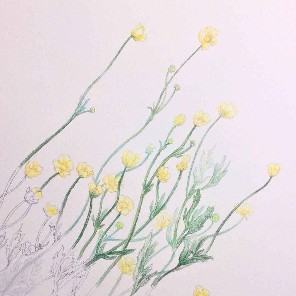 MarasRainyDays's tweet photo. #colouringprocess #ArcticHeart no. 11 with #buttercups

#art #artlife #amdrawing #illo #illustration #illustrationart #fineart #finearts #artoftheday #workinprogress #humanheart #wip #pencil #drawing https://t.co/8A08pCuApS