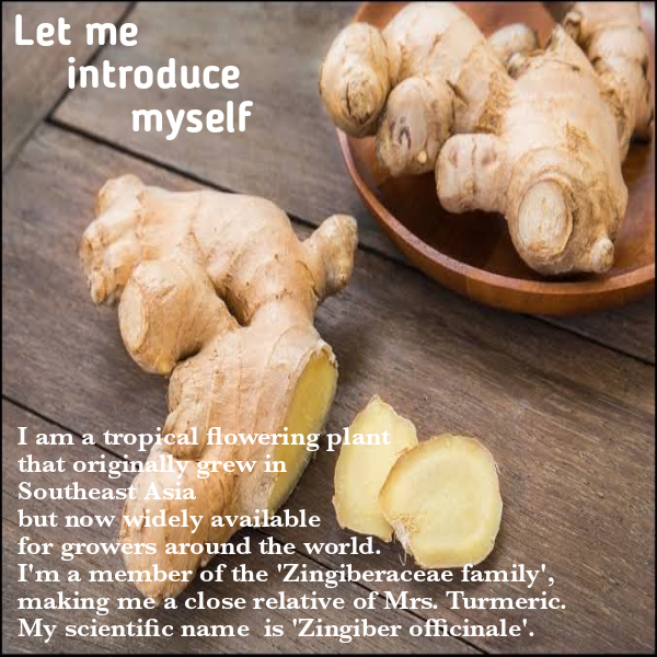 PCookhouse's tweet photo. What do you know about Ginger?
#GINGER
#gingerol
#nature #food #naturalfood #spices #gingerextract #gingerpowder #gingerjuice #cold #NYSC #flufighter #Purplevasecookhouse
# Foodtasticexperience #gingerfacts #Lagosbusiness #gidifoodie
Photo credit : Google Images https://t.co/4DlMrXq40e