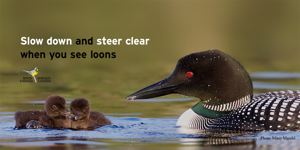 There are ways you can help loons. Visit  http://www.birdscanada.org/loons  for more information.