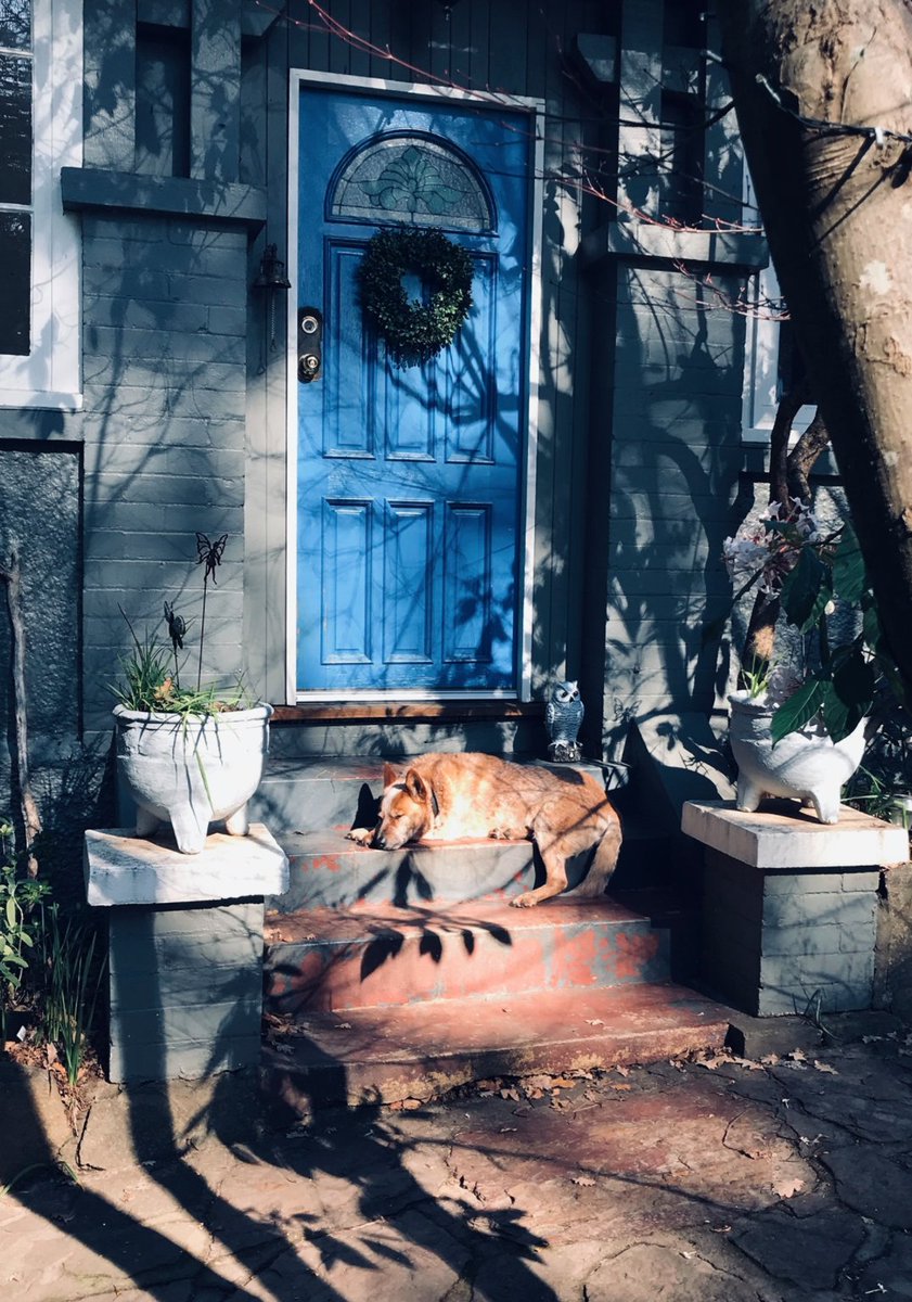 He's been a good dog, our Red. Mostly blind and deaf now, but so full of love and loyalty. A beautiful old boy. #dogsoftwitter #faithfulhound #goodboy