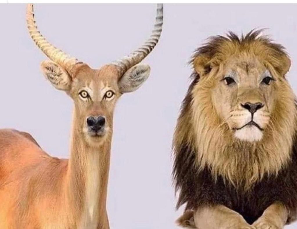 تبديل العيون بين الأسد والغزال من خلال الفتو شوب يبن لك أن الشر كله في العيون وليس في الجسد.
