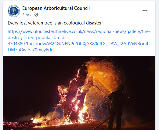 ECGilmartin's tweet photo. Every lost veteran tree is an ecological disaster.

And yet, for many trees, it takes relatively little effort and £ to secure their future.😔 https://t.co/w14FwumBKP