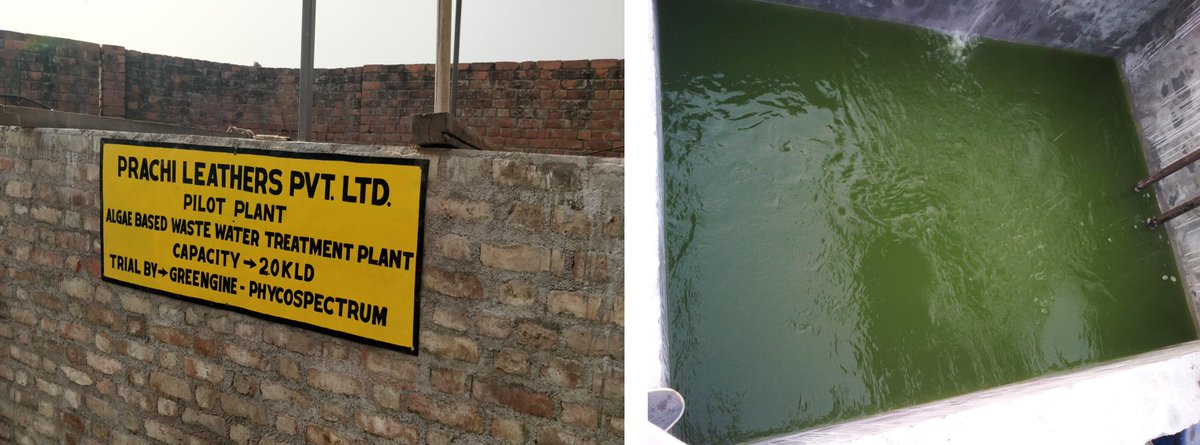 GreengineT's tweet photo. @MoJSDoWRRDGR Successfully completed piloting of Algae based tannery effluent plant. Achieved >70% organics removal. Low on power and chemicals. Sustainable treatment approach. #algae #sustainable https://t.co/KMLuhIj1B9