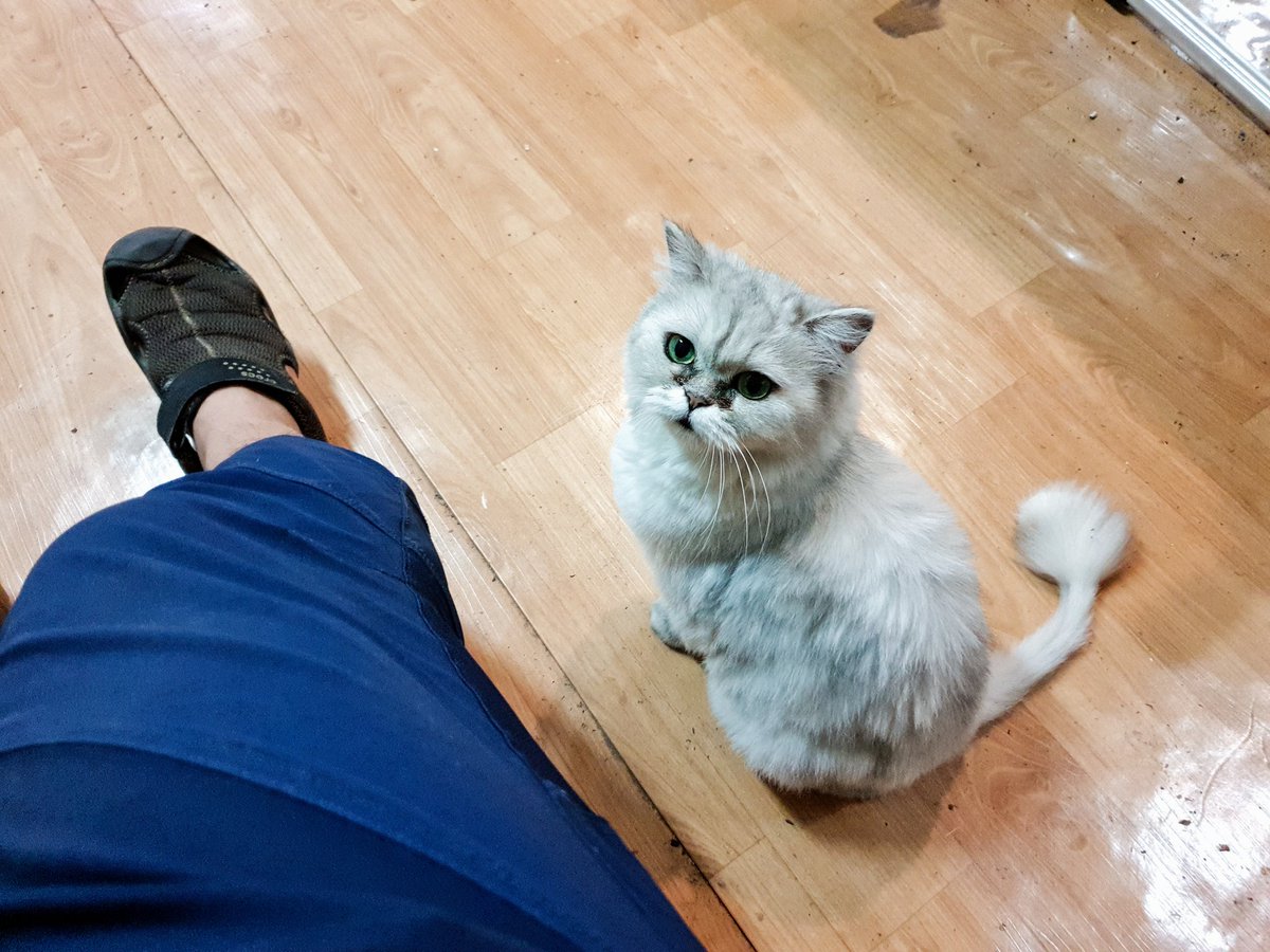 DLine43512293's tweet photo. @mint_chocho 얘 델다 키울래? 자루.
중성화 시켜따. https://t.co/EatTfWDurx