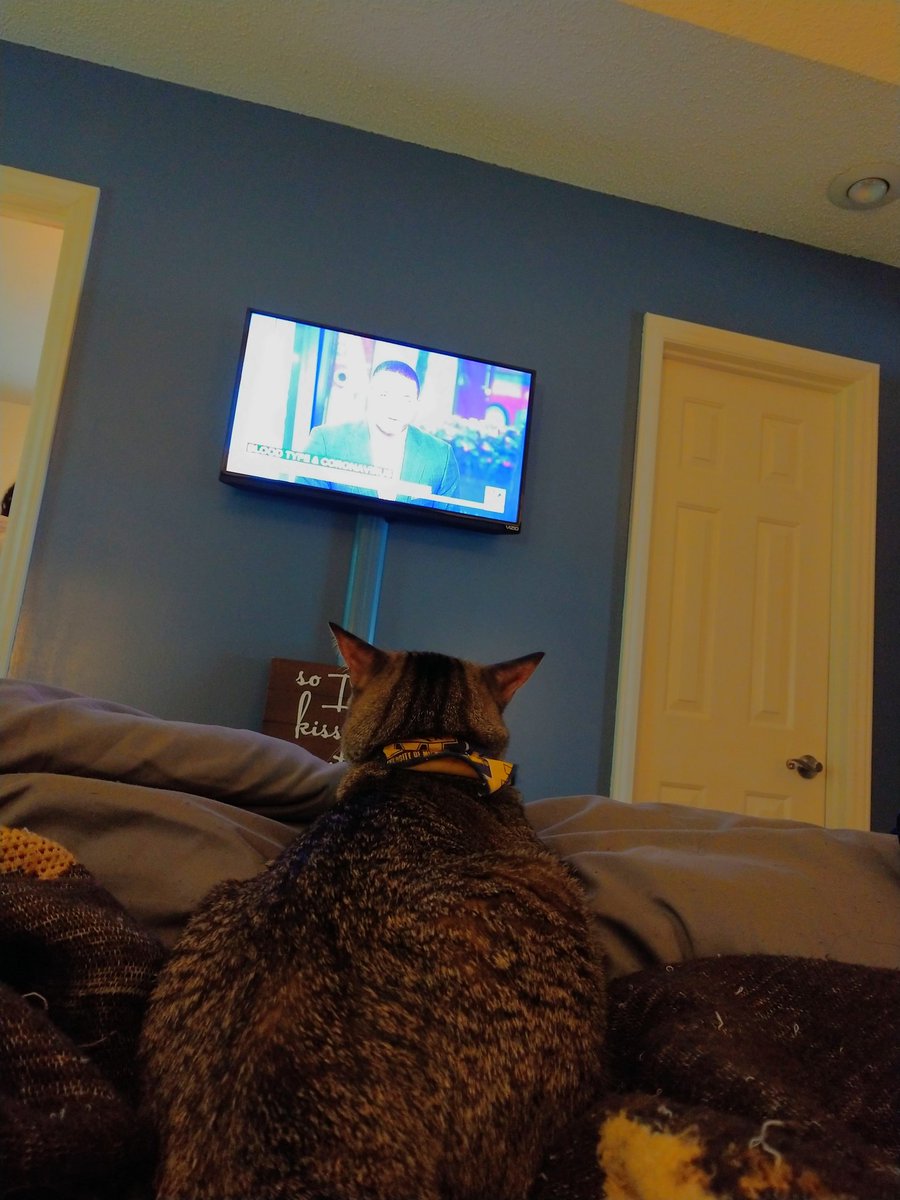 This cat loves watching <a href="/craigmelvin/">Craig Melvin</a> in the mornings