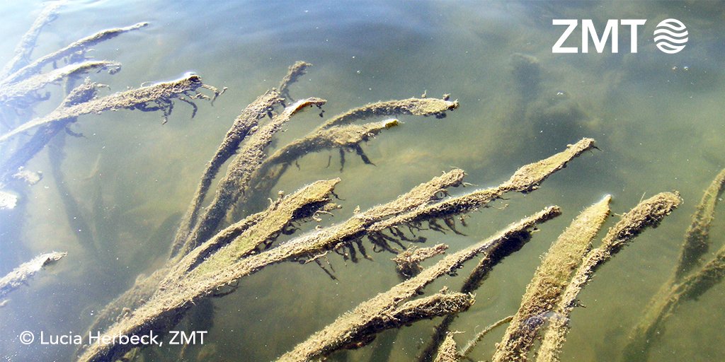 Leibniz Centre for Tropical Marine Research (ZMT) tweet media