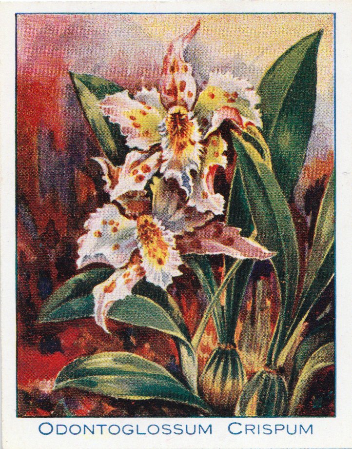 Arts & Science (@artssciencefest) on Twitter photo This Friday, join <a href="/MattWestbrook/">Matt Westbrook</a> for the final #SilentOrchidSummerSchool talk - Matt and orchid-authority Philip Seaton will discuss the significance of the Odontoglossum crispum, one of the world's most beautiful orchids🌸
Tickets available: eventbrite.co.uk/e/silent-orchi… This Friday, join <a href="/MattWestbrook/">Matt Westbrook</a> for the final #SilentOrchidSummerSchool talk - Matt and orchid-authority Philip Seaton will discuss the significance of the Odontoglossum crispum, one of the world's most beautiful orchids🌸
Tickets available: eventbrite.co.uk/e/silent-orchi…