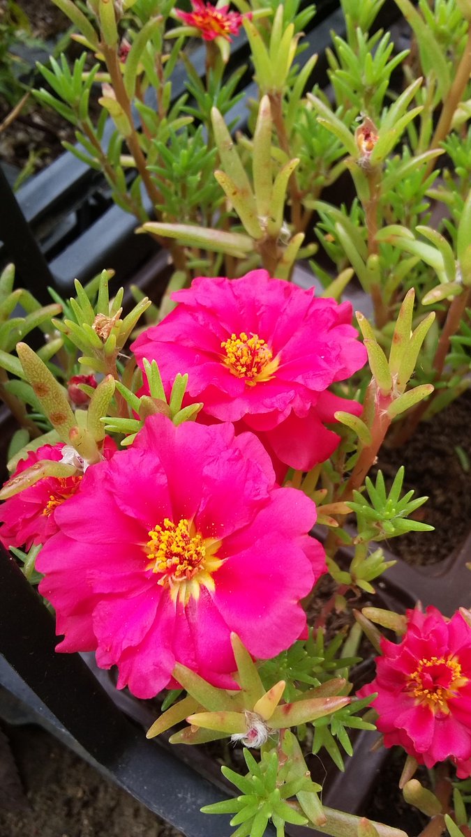 Semizotugillerin en süslüsü: İpek Çiçeği (Kedi Tırnağı)   
Haziran-Eylül ayları arasında çiçeklidir🌸
Bol güneş sever 🌞
Suyu çok sevmez, az sulanmalıdır 💧Portulaca Grandiflora Egepark Fidancılık'ta.

#ipekçiçeği #portulaca #portulacagrandiflora #flowers #çiçek #nature #doğa