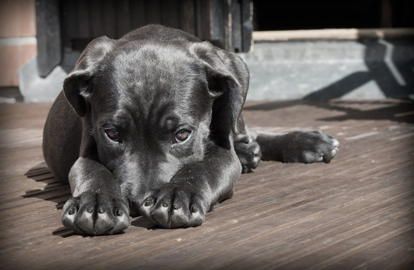 science_snippet's tweet photo. Troublesome teenage dogs? New evidence shows that dogs disobey their owners during adolescence
https://t.co/0e8pJsLEB5
#doglife #science #ScienceAtHome #scienceandnature #research #dogsoftwitter #dogs #biology #puppy #doglovers #snippetscience #funsciencenotpseudoscience https://t.co/ltcVxEc8XY