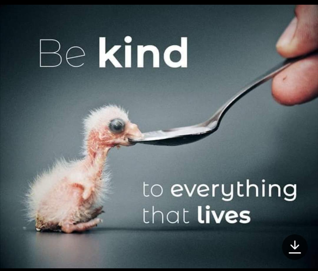 gulshan_vegan's tweet photo. Please stop consuming animals and birds....#IamMeNotMeat... https://t.co/bKivgJB86v
