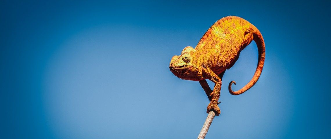 safeerbandali's tweet photo. Ces start-up qui ont changé de métier pendant la crise https://t.co/GFdKtWkHVf https://t.co/T8gFc5fYaY