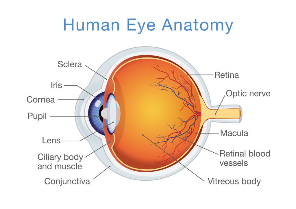TheEyeGuys's tweet image. Each human eye is made up of many different parts. Do you know about the anatomy of your eyes? Learn more by clicking the link!
fishbaughfamilyeyecare.com/eye-anatomy/
#fishbaughfamilyeyecare #theyearofperfectvision #anatomy #sciencelesson