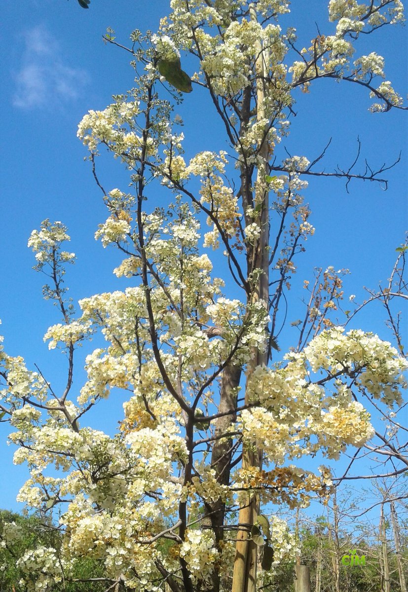 GrowersCJM's tweet photo. Wild Pear (Dombeya rotundifolia)
in full bloom.
Frost and drought resistant, suitable for smaller gardens and fast-growing,
#lifeisagarden #gardening #flowers
#ForNature #Horticulture #GrowIndigenous #GardenForWildlife #SouthAfrica #Africa https://t.co/y8RT4npOqN